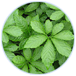 8846����˹(�й�)�ɷ����޹�˾